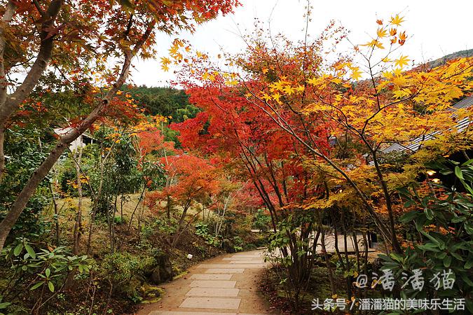 箱根温泉视频,箱根温泉深度解析