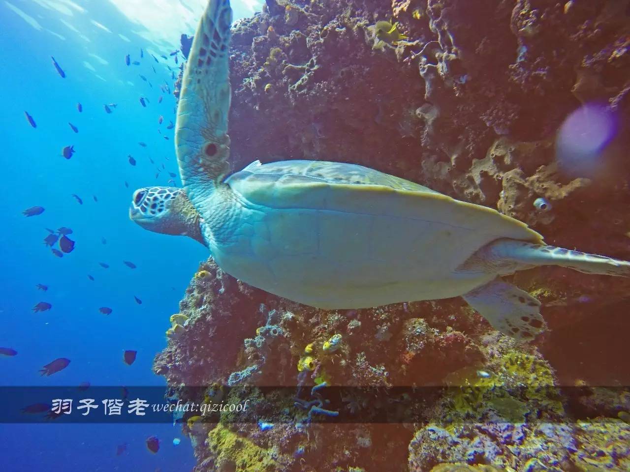 美娜多海岛一日游,印尼美娜多跟团游