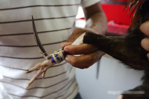 鸡为什么是最富裕的生肖,看似很弱鸡其实很猛的生肖