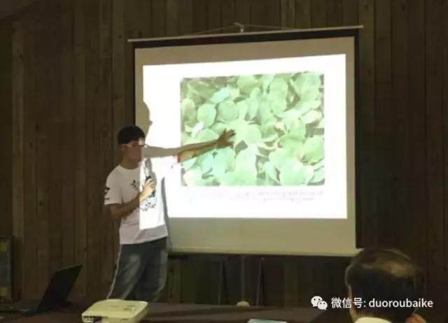 春节花市的鲜花,春节能看花的植物