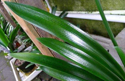 花卉喝点醋，黄叶变绿叶，病虫去无踪！