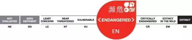 云南十大漂亮的鸡,云南第一生态鸡