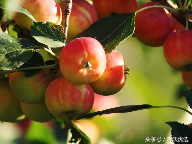 乐都沙果树苗联系方式,乐都的沙果比鸡蛋大