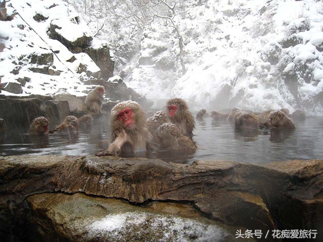 中国猴子温泉,猴子专用温泉度假