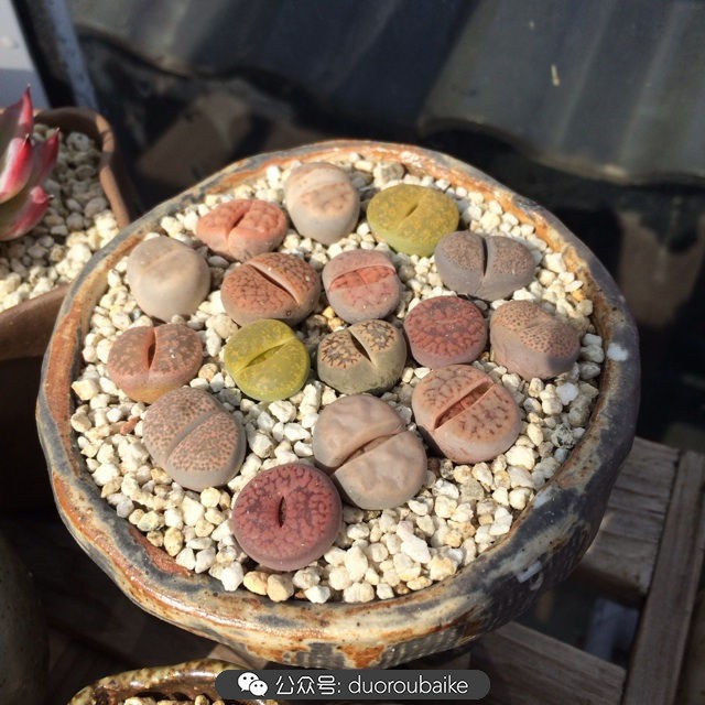 院子阳光房多肉,阳光房庭院多肉