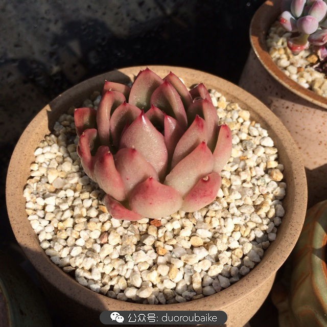 江浙沪多肉过冬,江浙沪一年四季露养的多肉