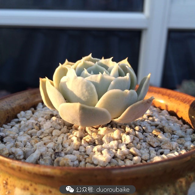 院子阳光房多肉,阳光房庭院多肉