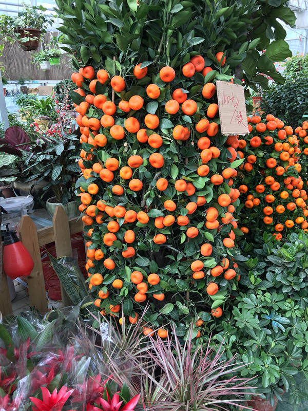 年宵花市探“鲜”记(一)之孤独的花大姐