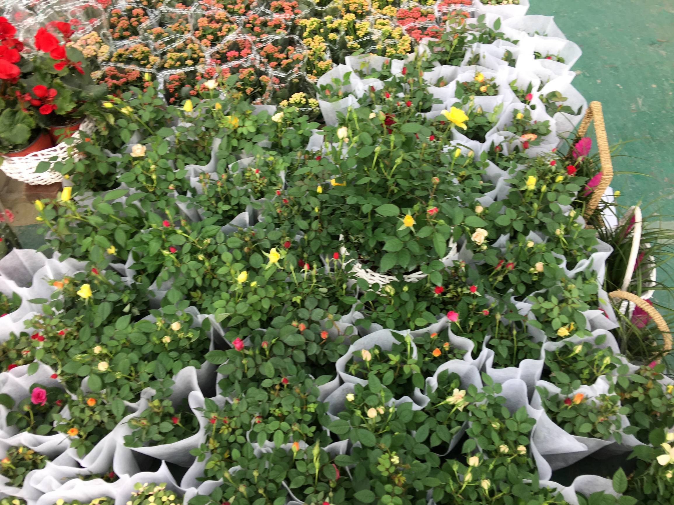 年宵花市探“鲜”记（一）之孤独的花大姐