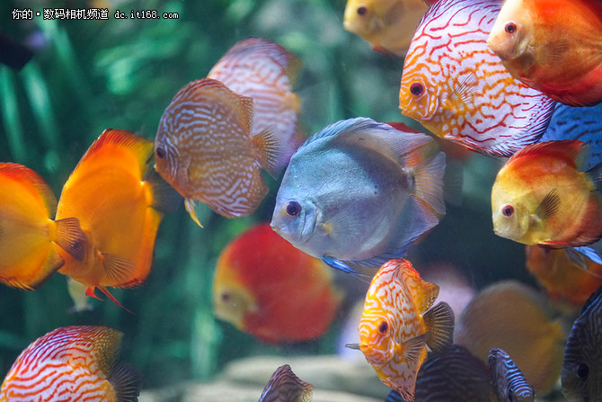 索尼a99ii最新价格,索尼a99ii样片