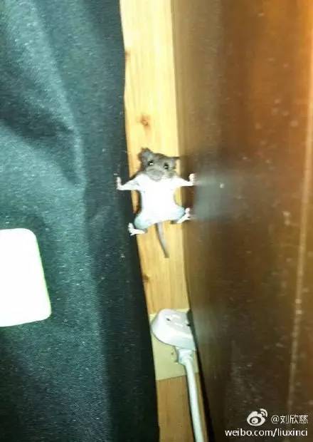 太搞笑了图片,搞笑照片看你们能憋几秒不笑