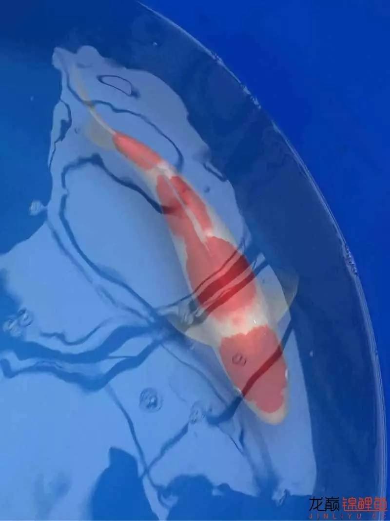 地缸里面漂浮的粉末怎么解决,粘的地缸怎么干得快