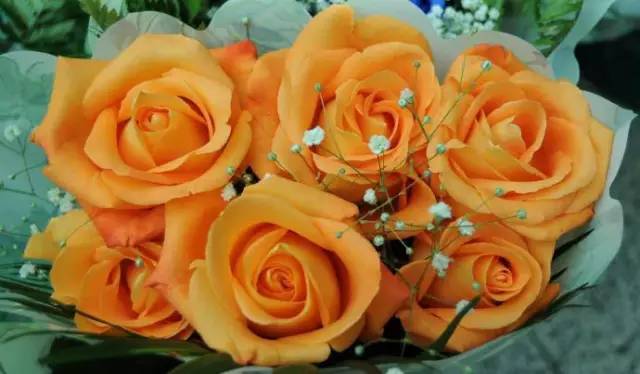 情人节送玫瑰的花语和寓意,粉玫瑰和紫玫瑰的花语