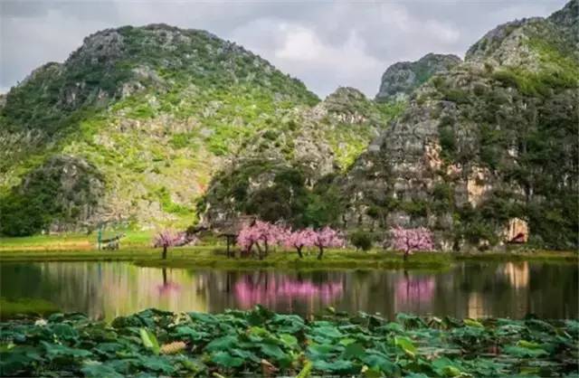 普者黑三生三世十里桃花风景,丘北普者黑十里桃花