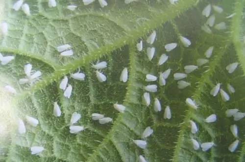 *粉白**虱为啥难治？