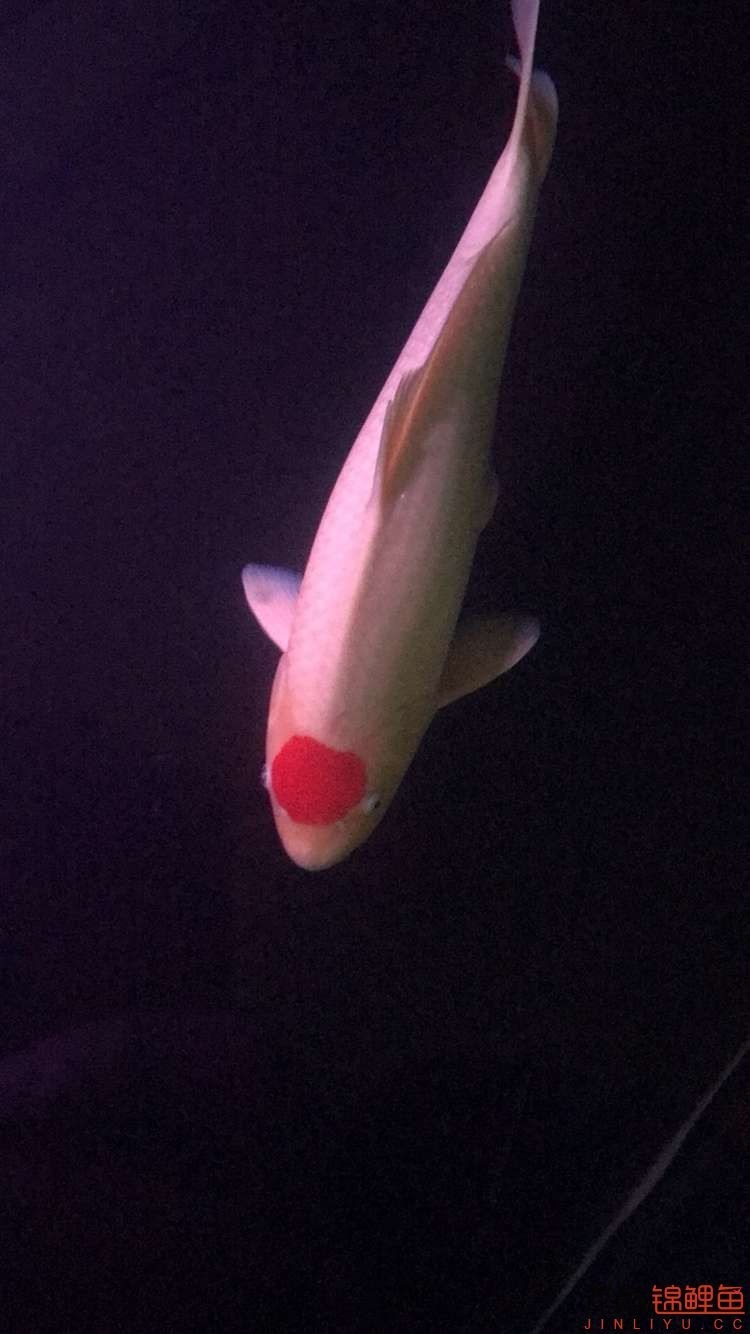 地缸里面漂浮的粉末怎么解决,粘的地缸怎么干得快