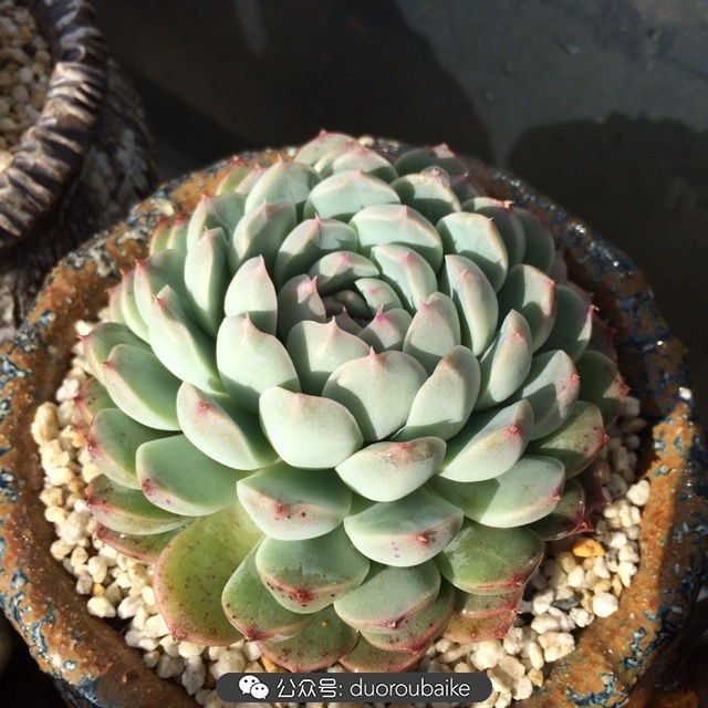 院子阳光房多肉,阳光房庭院多肉