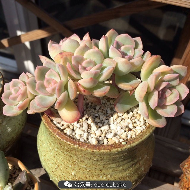 院子阳光房多肉,阳光房庭院多肉