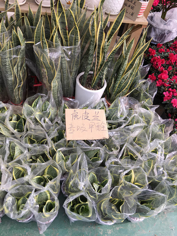 年宵花市探“鲜”记（一）之孤独的花大姐