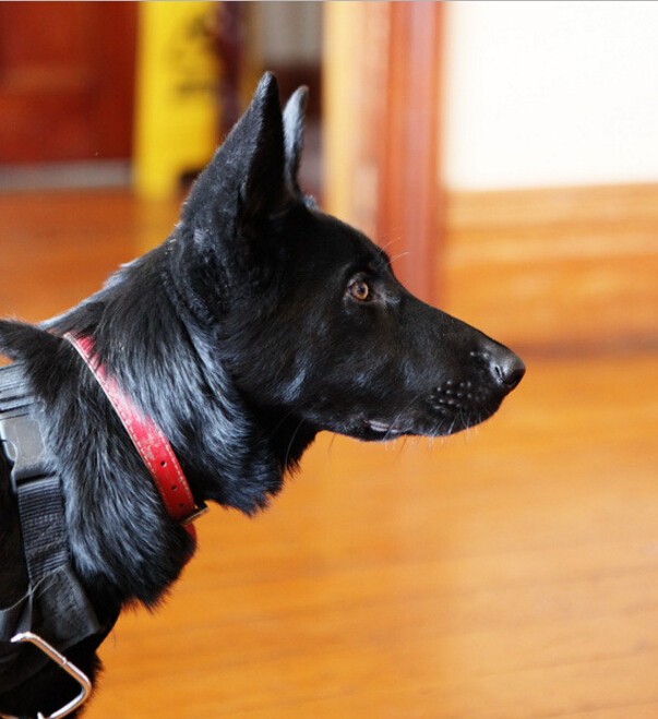 我家的德牧和别人家的德牧,我家德牧黑白两道杠