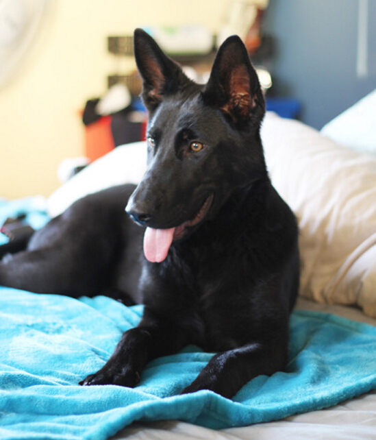 我家的德牧和别人家的德牧,我家德牧黑白两道杠