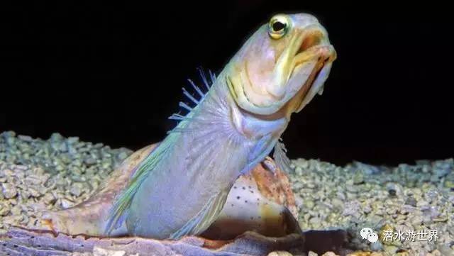 变性、伪装、雌雄同体--谁是微距世界的奇葩?