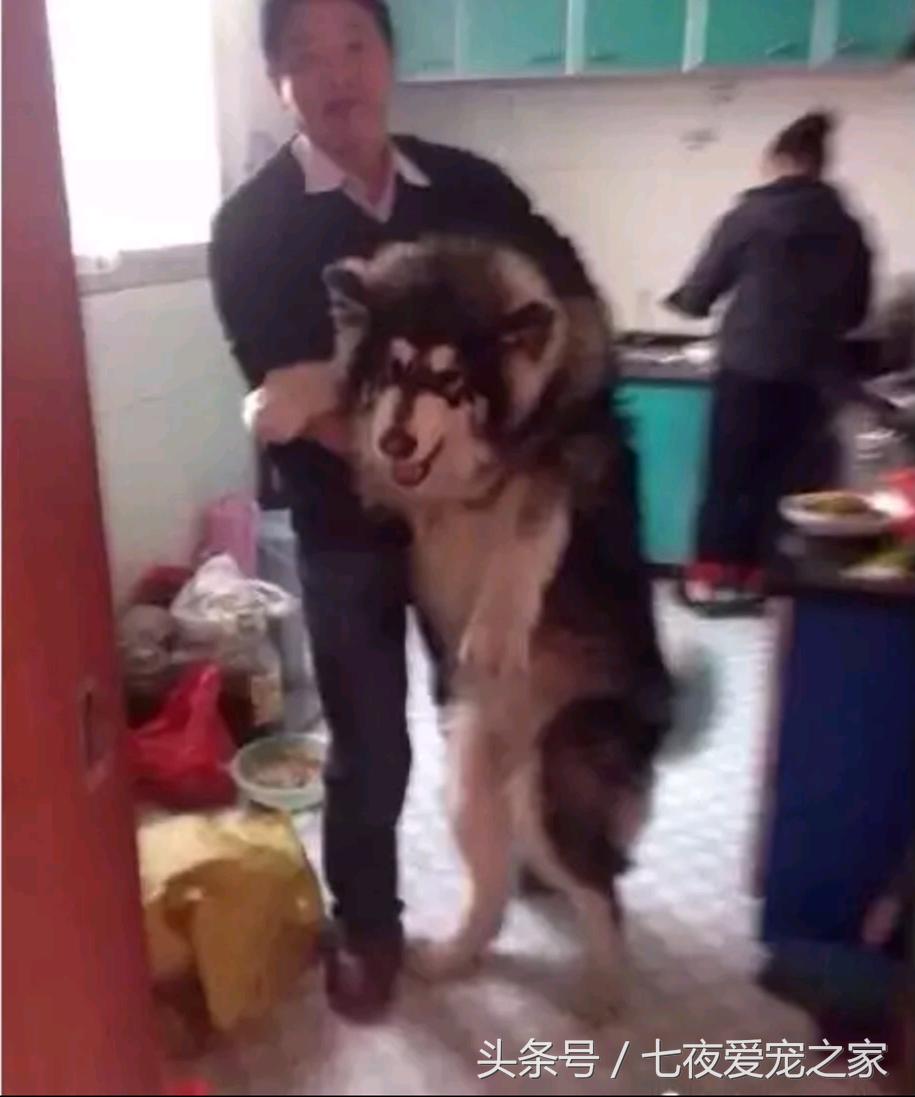 在厨房与狗爸发生撕扯大战,这是一只比哈士奇还倔的阿拉斯加!