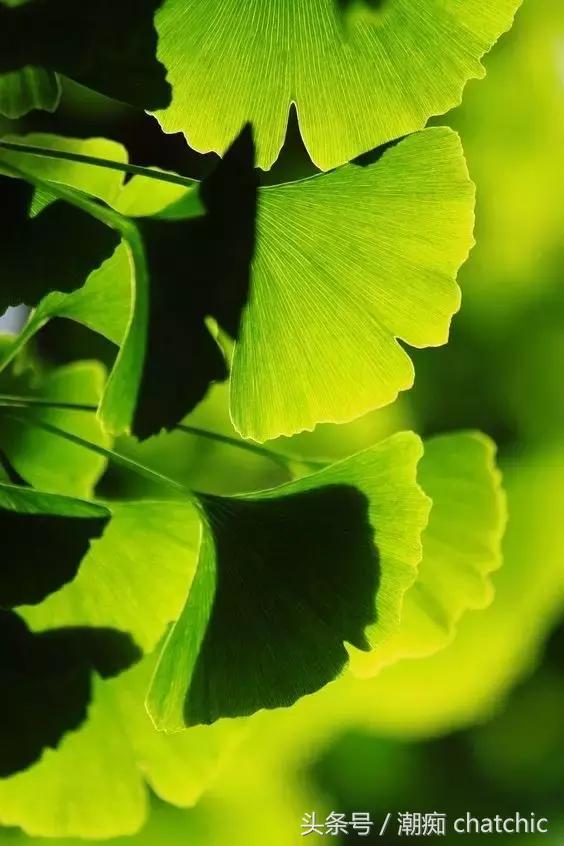 壁纸控喜欢的小清新,壁纸控原神篇