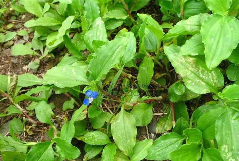 农村路边常见的中草药你认识几种,农村常见中草药盘点