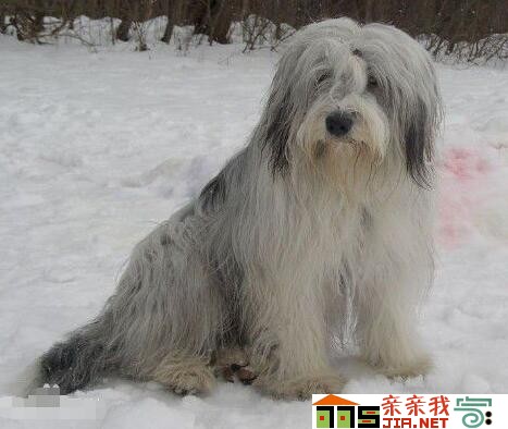 纯黑狗狗品种大全,狗狗品种大全智商排名