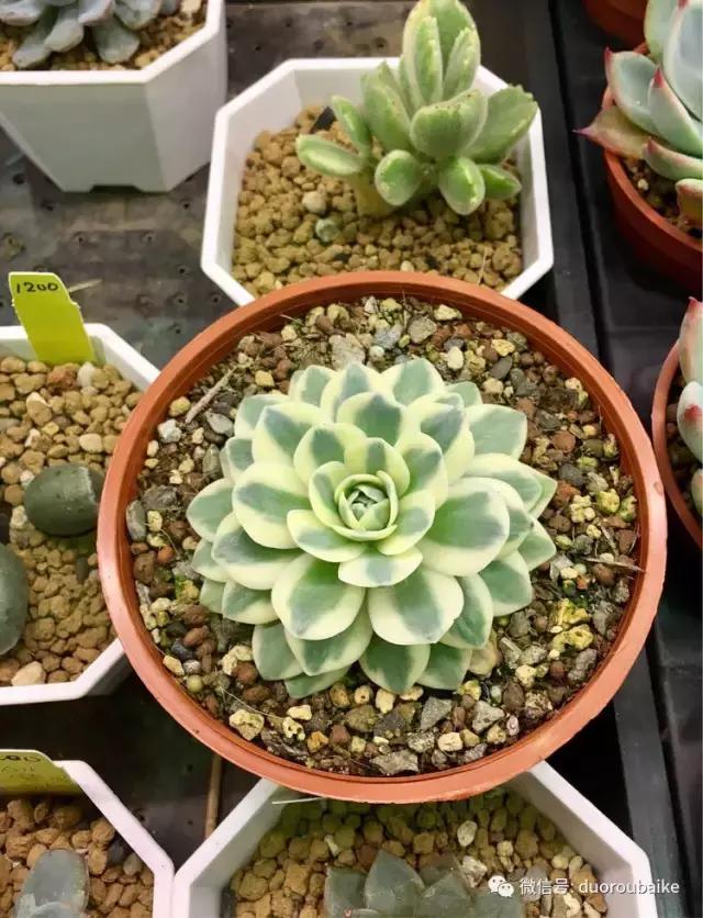 春节花市的鲜花,春节能看花的植物