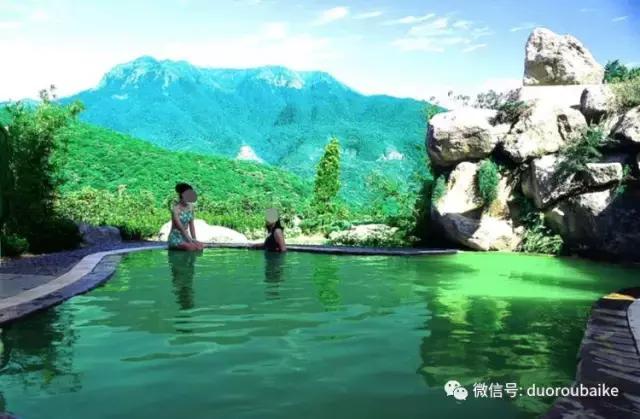 春节花市的鲜花,春节能看花的植物