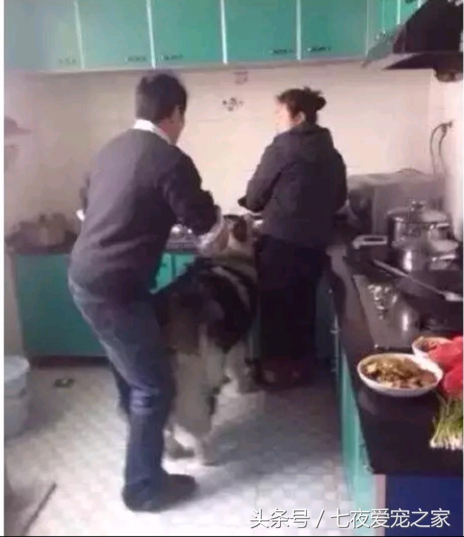 在厨房与狗爸发生撕扯大战,这是一只比哈士奇还倔的阿拉斯加!