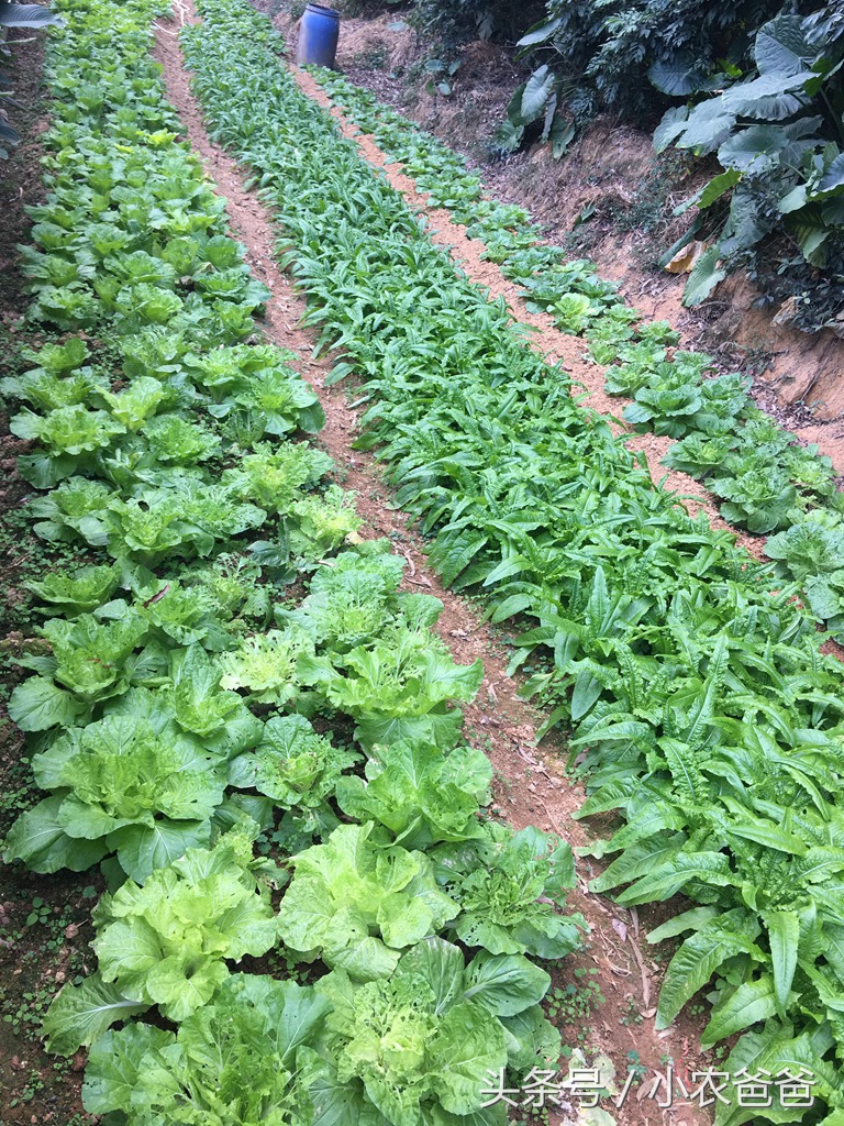 适合深圳种植的植物,深圳适合种植的植物