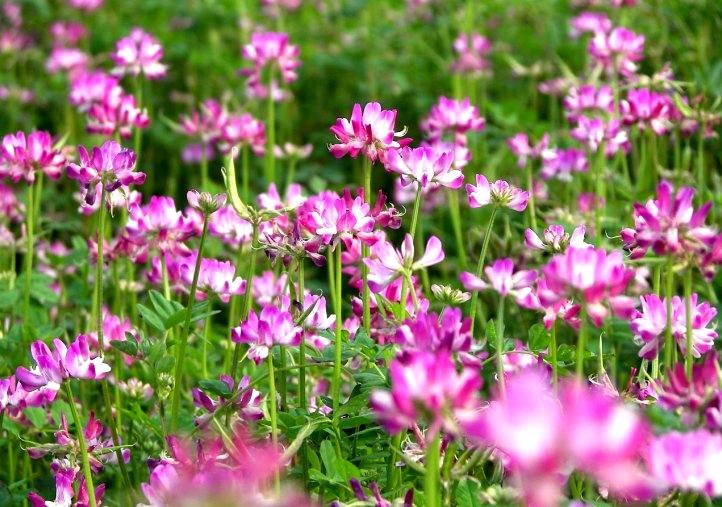 农村路边常见的中草药你认识几种,农村常见中草药盘点