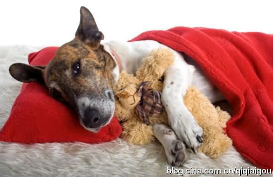 狗狗发烧怎么治疗最好,狗狗发烧怎么办最有效的方法