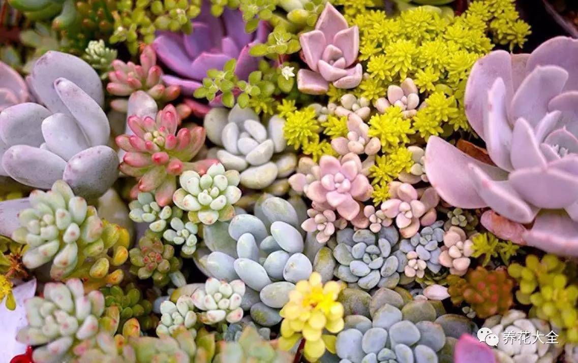 养花小技巧牡丹吊兰图解,绿萝吊兰怎么养成瀑布