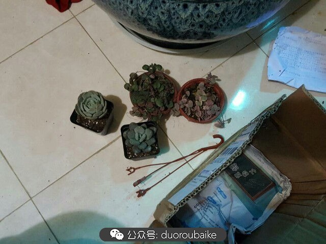 养多肉的基本常识和技巧,养多肉的正确方法讲解