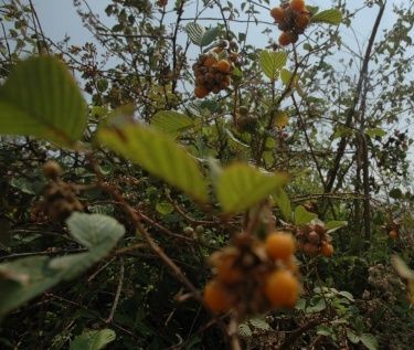 农村路边常见的中草药你认识几种,农村常见中草药盘点