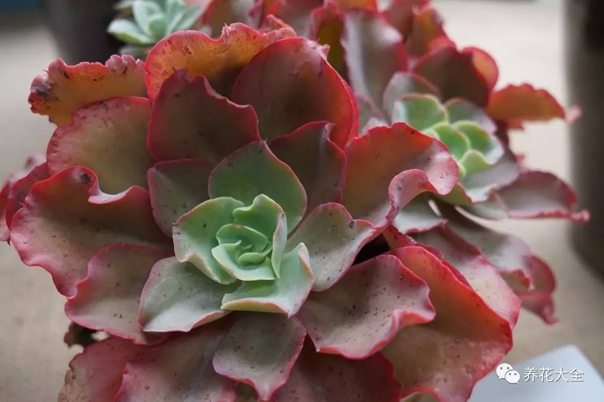 绿萝瀑布吊兰,养花吊兰绿萝