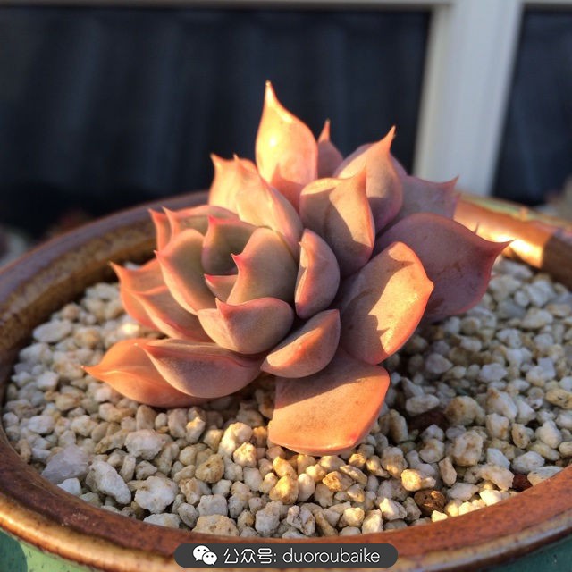 江浙沪多肉过冬,江浙沪一年四季露养的多肉