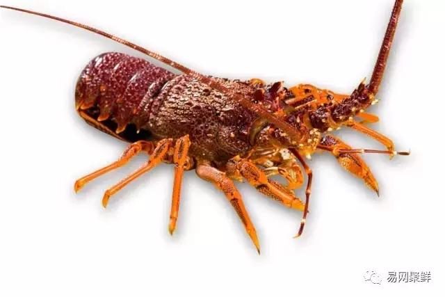 雪蟹好还是龙虾好,大龙虾好还是海蟹好