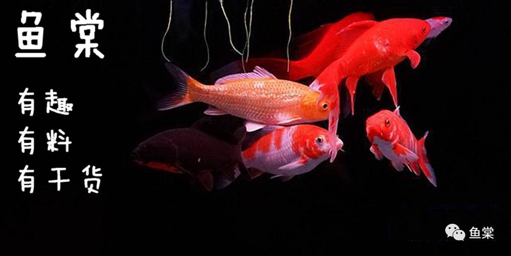 鱼缸养锦鲤怎么看水质好坏,好运锦鲤养鱼经验总结