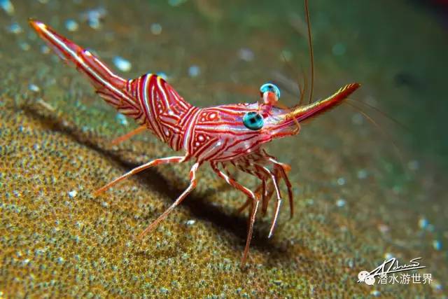 变性、伪装、雌雄同体--谁是微距世界的奇葩?