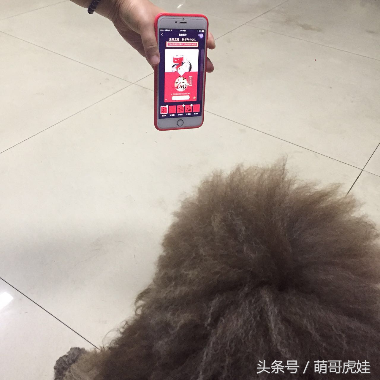 大狗狗也来集五福：那么多和谐福万能福我怎么一个也没见到