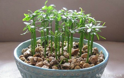 吃剩的水果种子种盆栽,水果种子自制水培盆栽