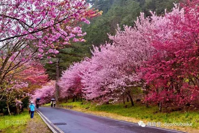 台湾寻肉之旅：小玲带你逛春节的台北花市！