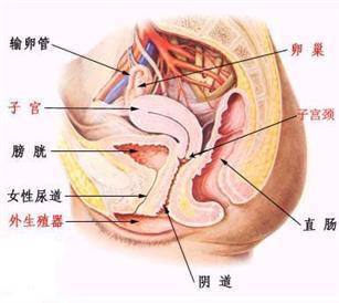 生完孩子什么时候才不痛经,生完孩子就不痛经了现在又痛了