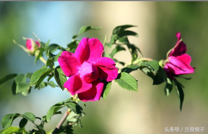 兰州苦水玫瑰,永登苦水玫瑰可以摘了吗