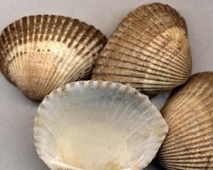 厨房里的好药建议收藏,15个藏在厨房里的天然好药